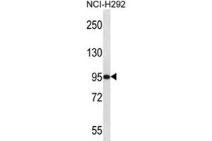 Western Blotting (WB) image for anti-Poly(A) Polymerase gamma (PAPOLG) antibody (ABIN2997196) (PAPOLG 抗体)