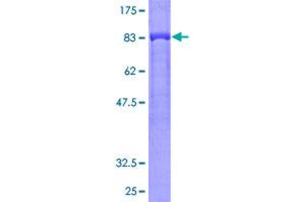 GRB7 Protein (AA 1-532) (GST tag)