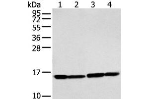 Western blot analysis of 293T and Hela cell using MMGT1 Polyclonal Antibody at dilution of 1:250
