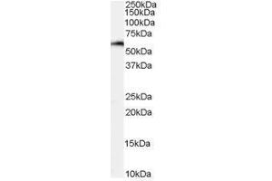 Image no. 1 for anti-Nuclear Factor, Interleukin 3 Regulated (NFIL3) (C-Term) antibody (ABIN374128) (NFIL3 抗体  (C-Term))