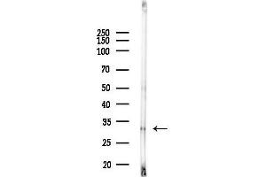 Western blot analysis of lysates from Rat liver, using MTCH2 Antibody at 1/1000 dilution.