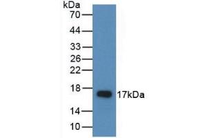 Western blot analysis of recombinant Rat AREG. (Amphiregulin 抗体  (AA 97-243))
