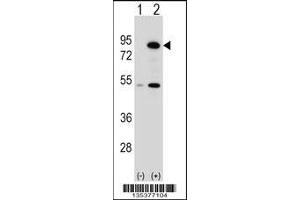 Western blot analysis of THOC1 using rabbit polyclonal THOC1 Antibody using 293 cell lysates (2 ug/lane) either nontransfected (Lane 1) or transiently transfected (Lane 2) with the THOC1 gene. (THOC1 抗体  (C-Term))