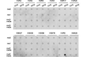 Dot-blot analysis of all sorts of methylation peptides using Symmetric DiMethyl-Histone H4-R3 antibody (ABIN3017488, ABIN3017489, ABIN3017490, ABIN1680265 and ABIN6220116). (Histone H4 抗体  (2meArg3))