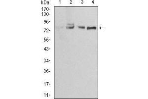 Western blot analysis using EZR mouse mAb against Jurkat (1), A431 (2), MCF-7 (3) and Hela (4) cell lysate. (Ezrin 抗体  (AA 292-464))