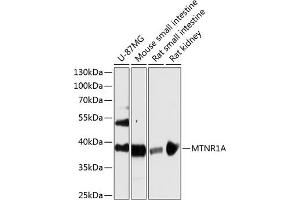 Western blot analysis of extracts of various cell lines, using MTNR1A antibody (ABIN6128254, ABIN6144165, ABIN6144166 and ABIN6216865) at 1:3000 dilution. (Melatonin Receptor 1A 抗体  (AA 281-350))