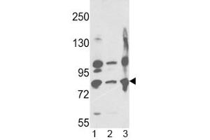Western blot analysis of Neprilysin antibody and 1) A2058, 2) A375, 3) Ramos lysate.