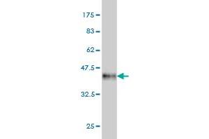 Western Blot detection against Immunogen (40. (TESK2 抗体  (AA 405-542))