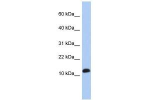 RPL30 antibody used at 1 ug/ml to detect target protein. (RPL30 抗体  (Middle Region))