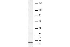 Histone H3K4me2 antibody (mAb) tested by Western blot. (Histone 3 抗体  (H3K4me2))