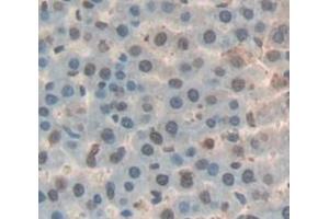 IHC-P analysis of Rat Tissue, with DAB staining. (GADD45A 抗体  (AA 1-165))