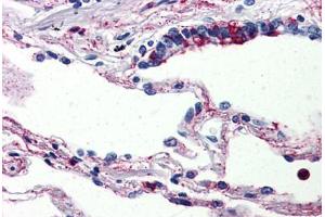 Human Lung (formalin-fixed, paraffin-embedded) stained with C5AR1 antibody ABIN461687 followed by biotinylated goat anti-rabbit IgG secondary antibody ABIN481713, alkaline phosphatase-streptavidin and chromogen. (C5AR1 抗体  (Internal Region))