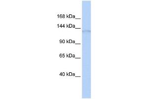 ERCC5 antibody used at 1 ug/ml to detect target protein. (ERCC5 抗体  (N-Term))