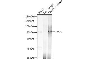 Immunoprecipitation analysis of 300 μg extracts of HCT116 cells using 3 μg TR antibody (ABIN1680970, ABIN3018361, ABIN3018362 and ABIN7101601). (TRAP1 抗体)
