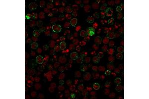 Confocal Immunofluorescence image of Raji cells using CD86 Mouse Recombinant Monoclonal Antibody (rC86/1146) followed by goat anti-Mouse IgG conjugated with CF488 (green). (Recombinant CD86 抗体)