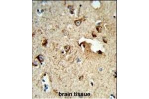 Formalin-fixed and raffin-embedded human brain tissue reacted with TSN1 Antibody (Center), which was peroxidase-conjugated to the secondary antibody, followed by DAB staining. (TSPAN1 抗体  (AA 140-167))
