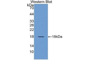 Western Blotting (WB) image for anti-Vascular Endothelial Growth Factor A (VEGFA) (AA 1-120) antibody (ABIN1863281) (VEGFA 抗体  (AA 1-120))
