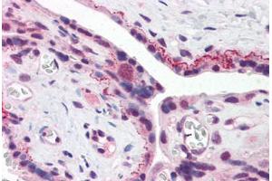 Human Placenta (formalin-fixed, paraffin-embedded) stained with BRE antibody ABIN343906 at 5 ug/ml followed by biotinylated goat anti-rabbit IgG secondary antibody ABIN481713, alkaline phosphatase-streptavidin and chromogen. (BRE 抗体  (N-Term))