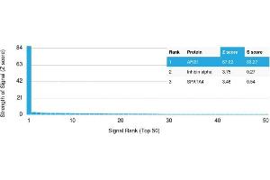 Analysis of Protein Array containing more than 19,000 full-length human proteins using Arginase-1 Mouse Monoclonal Antibody (ARG1/1125). (Liver Arginase 抗体  (AA 11-97))