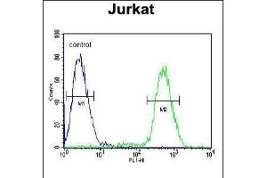 Flow cytometric analysis of Jurkat cells (right histogram) compared to a negative control cell (left histogram). (PPP1R3A 抗体  (AA 754-782))