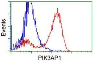 Image no. 3 for anti-phosphoinositide-3-Kinase Adaptor Protein 1 (PIK3AP1) antibody (ABIN1496821) (PIK3AP1 抗体)