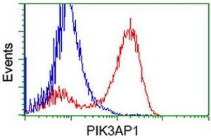 Image no. 3 for anti-phosphoinositide-3-Kinase Adaptor Protein 1 (PIK3AP1) antibody (ABIN1496821)