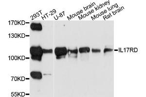 Western blot analysis of extracts of various cell lines, using IL17RD antibody (ABIN6003738) at 1/1000 dilution. (IL17RD 抗体)