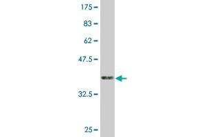 Western Blotting (WB) image for anti-Zinc Finger Protein 3 (ZNF3) (AA 1-110) antibody (ABIN521472)
