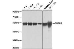 Western blot analysis of extracts of various cell lines, using TUBB8 antibody. (Tubulin, beta 8 抗体)