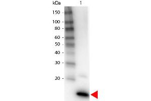 Western Blot of Biotin Conjugated Rabbit anti-IL-4 Antibody. (IL-4 抗体  (Biotin))