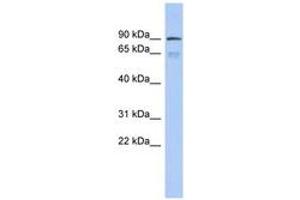 Image no. 1 for anti-Zinc Finger Protein 791 (ZNF791) (AA 359-408) antibody (ABIN6742662) (ZNF791 抗体  (AA 359-408))