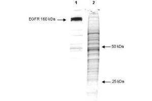Western Blot of Mouse anti-phosphotyrosine antibody (clone 13F9). (Phosphotyrosine 抗体)