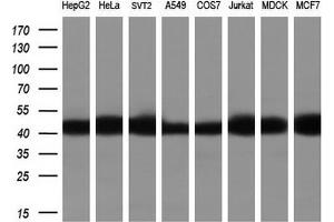 Western Blotting (WB) image for anti-Actin, beta (ACTB) (AA 30-100) antibody (ABIN2715703) (beta Actin 抗体  (AA 30-100))