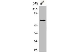 Western Blot analysis of COS7 cells using Phospho-GABAA Rβ1 (S434) Polyclonal Antibody (GABRB1 抗体  (pSer434))