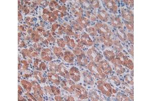 Used in DAB staining on fromalin fixed paraffin- embedded stomach tissue (MMP14 抗体  (AA 322-541))