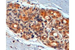 WNT3 polyclonal antibody (Cat # PAB7032, 2 ug/mL) staining of paraffin embedded human breast. (WNT3 抗体  (Internal Region))