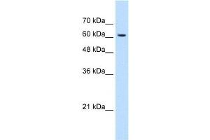 KIAA0319 antibody used at 1. (KIAA0319 抗体  (N-Term))