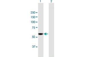 Western Blot analysis of CDADC1 expression in transfected 293T cell line by CDADC1 MaxPab polyclonal antibody. (CDADC1 抗体  (AA 1-514))