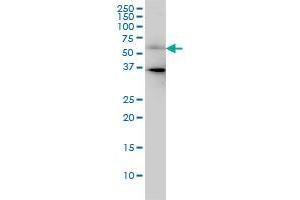 CDC25C monoclonal antibody (M01), clone 3B11 Western Blot analysis of CDC25C expression in HeLa . (CDC25C 抗体  (AA 21-130))