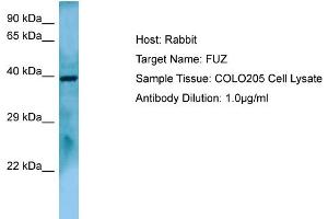 Host: RabbitTarget Name: FUZAntibody Dilution: 1. (FUZ 抗体  (C-Term))