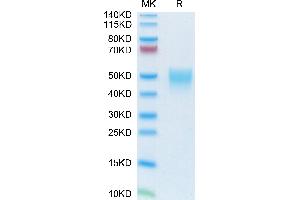 Mouse NKp46 on Tris-Bis PAGE under reduced condition. (NCR1 Protein (AA 22-255) (His tag))
