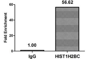 Chromatin Immunoprecipitation Hela (4*10 6 ) were treated with Micrococcal Nuclease, sonicated, and immunoprecipitated with 5 μg anti-HIST1H2BC (ABIN7139590) or a control normal rabbit IgG. (Histone H2B 抗体  (meLys12))