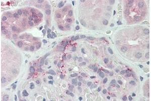 Anti-DUSP22 antibody  ABIN1048522 IHC staining of human kidney. (DUSP22 抗体  (N-Term))