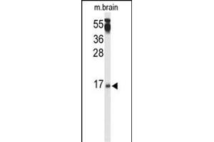 Western blot analysis of P3R2 Antibody (N-term) (ABIN653332 and ABIN2842820) in mouse brain tissue lysates (35 μg/lane). (Calcineurin B 抗体  (N-Term))