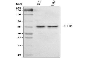 Western blot analysis of Chk1/CHEK1 using anti-Chk1/CHEK1 antibody (ABIN5518819). (CHEK1 抗体  (AA 1-210))