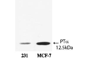 Western Blot analysis of ABIN109906 specificity. (Prothymosin alpha 1 (AA 75-109) 抗体)