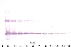 Western Blot reduced using Interleukin-33 antibody (IL-33 抗体)
