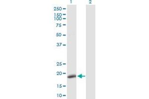 Western Blot analysis of POLE3 expression in transfected 293T cell line by POLE3 MaxPab polyclonal antibody. (POLE3 抗体  (AA 1-147))
