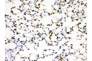 Anti- RAGE Picoband antibody, IHC(P) IHC(P): Mouse Lung Tissue (RAGE 抗体  (N-Term))