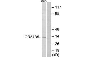 Western Blotting (WB) image for anti-Olfactory Receptor, Family 51, Subfamily B, Member 5 (OR51B5) (Internal Region) antibody (ABIN1853394) (OR51B5 抗体  (Internal Region))